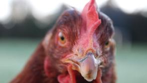 Chicken rescue roadshow travelling to Kill, Naas  and Tallaght this Sunday 