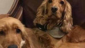 Appeal to find two beloved pets missing from the Curragh area since the weekend