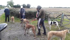 Kildare Gardaí  clamping down on illegal hare hunting