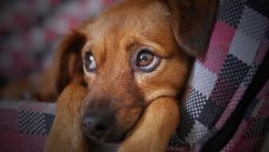 Irish animal lovers encouraged to support Ukrainians with pets in ISPCA statement