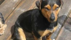 Beloved family pet 'Tito' is missing from the Naas Harbour area