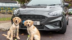 Kildare Branch of Irish Guide Dogs for the Blind targeting €1 million mark with Ford Focus Car Raffle