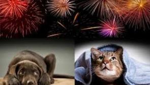 Final appeal to keep pets indoors on Halloween night
