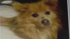 Family appeal for information on horrific death of defenceless family dog