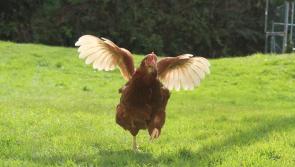 Chickens flock to Maynooth and Clane seeking caring families