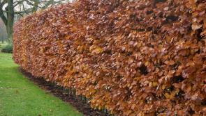 Gardening Column: In the Garden with Jo   