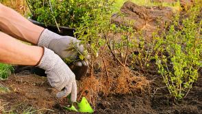 In the garden with Jo: all hands on deck, it's bare-root season!