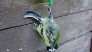 How to feed - and not to feed - our wild garden birds