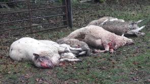 Farmer calls on dog owners to keep 'treasured pets' under control