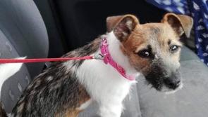 Beloved family pet 'Millie' believed to have been stolen from Straffan area at the weekend