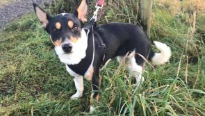 Forever home sought for adorable little Norma 