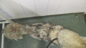 Portlaoise man convicted of cruelty to two dogs 