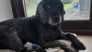 Co Kildare owners appeal for help to find elderly dog missing since St Stephen's Day
