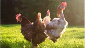 Kildare animal sanctuary to feature on RTÉ One documentary series 