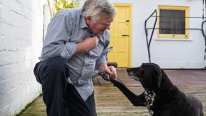 Dogs Trust Ireland launch re-homing campaign to find 'forever homes' for dogs