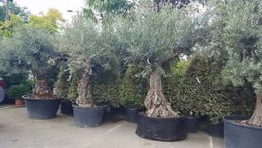 Olive trees ideal to thrive in Irish climate!