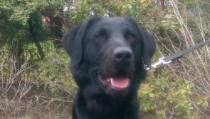 Scooby assists revenue officers in seizing 20kgs of herbal cannabis at Dublin airport