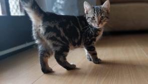 KWWSPCA still seeking short term foster carers for cats