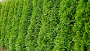 Screening trees and plants creates structure and seasonal interest 