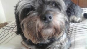 HELP FIND 16 YEAR OLD ELVIS
