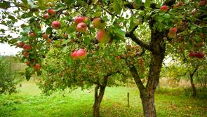 In the Garden with Jo reviews your options for fruit grown at home 