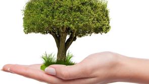 Plant more trees in Kildare
