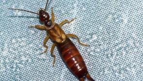 Co Kildare tenant claims rental property is 'infested' with earwigs 