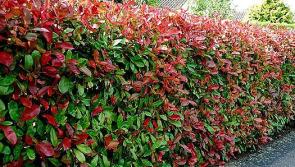 Jo on the benefits and variety in hedging plants  of Laurel, Portuguese Laurel and 'Red Robin'