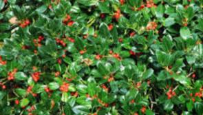 Jo of Caragh Nurseries continues her column on evergreen hedging