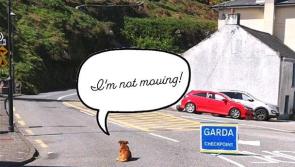 Wuff Justice! Brave pooch defies Garda Covid-19 checkpoint over Easter weekend 