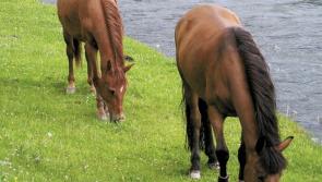 'Dropped dramatically,' shocking statistic about number of pristine rivers in Ireland 