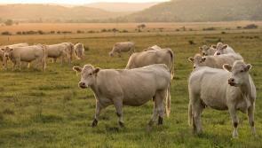 Teagasc publish analysis of farm income impacts of Covid-19 in Ireland this year