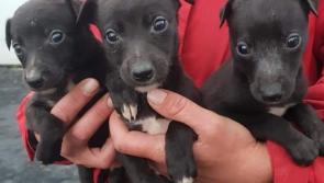 Paw Patrol: Dogs worth &euro;5k found in speeding van on motorway 