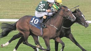 Racing returns without any hitches at Naas
