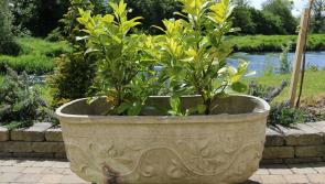 GALLERY: Stunning collection of 400 antique garden items going up for auction in Midlands