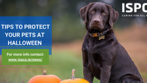 ISPCA issues pet safety tips for a safe Halloween