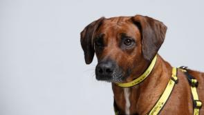 Kildare dog licence income up in 2019