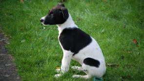 County Kildare dog lover who cared for abandoned animals gets Probation Act for no licences