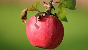 KILDARE SHOPPERS! Apple juice batch recalled due to presence of toxic contaminant 