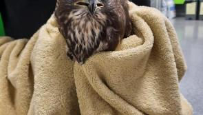 Anger over shooting of buzzard in County Kildare