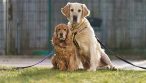 Inseparable pair find forever home together in time for Valentine's Day 