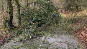 Trees down: Motorists urged to beware of falling trees or branches in high winds 