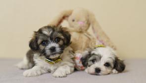 Kildare dog owners warned - Paws off the chocolate this Easter!