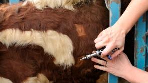 FARMING: New approach to inconclusive reactor animals