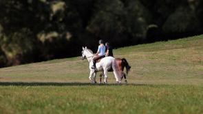 Kildare Senator welcomes allocation of nearly €1 million for Horse Sport Ireland