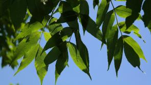 Ash dieback - progress in search for tolerant species 