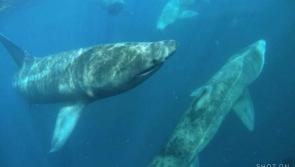 WATCH: Incredible footage captured of basking sharks enjoying sunshine
