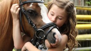 Neigh your worries away: Introduction to Equine Assisted Counselling Workshop to take place this Sunday