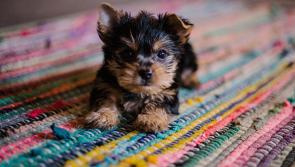 Most popular puppy names in Kilkenny revealed