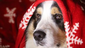 Kildare animal shelter announces Christmas Fair 2021